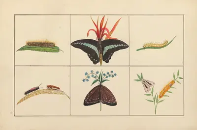 Lepidopteres et chenilles du tonkin Pl.10 by P. Bayard, 1880 — digital art print download