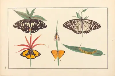 Lepidopteres et chenilles du tonkin Pl.11 by P. Bayard, 1880 — digital art print download