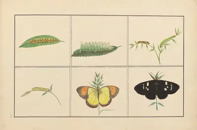 Lepidopteres et chenilles du tonkin Pl.12 by P. Bayard, 1880 — digital art print download