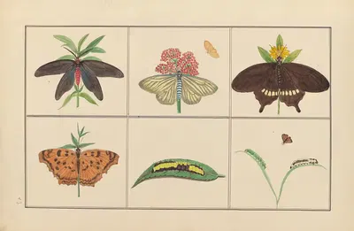 Lepidopteres et chenilles du tonkin Pl.13 by P. Bayard, 1880 — digital art print download