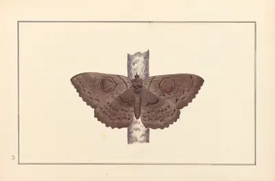 Lepidopteres et chenilles du tonkin Pl.14 by P. Bayard, 1880 — digital art print download