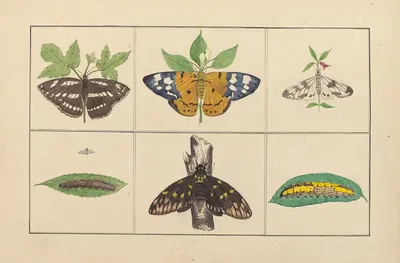 Lepidopteres et chenilles du tonkin Pl.15 by P. Bayard, 1880 — digital art print download