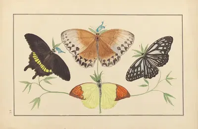 Lepidopteres et chenilles du tonkin Pl.16 by P. Bayard, 1880 — digital art print download