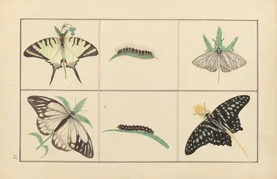 Lepidopteres et chenilles du tonkin Pl.17 by P. Bayard, 1880 — digital art print download