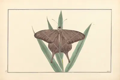 Lepidopteres et chenilles du tonkin Pl.19 by P. Bayard, 1880 — digital art print download