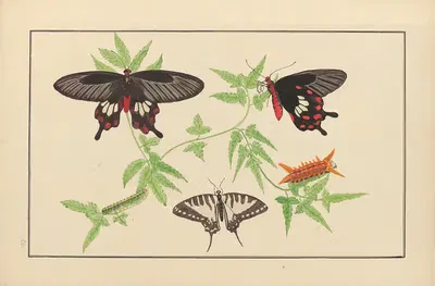 Lepidopteres et chenilles du tonkin Pl.20 by P. Bayard, 1880 — digital art print download