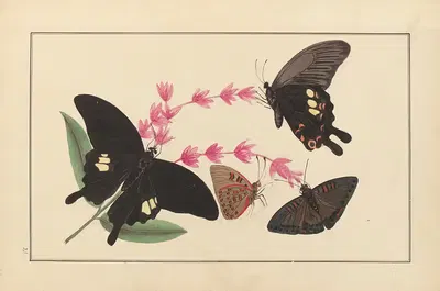 Lepidopteres et chenilles du tonkin Pl.21 by P. Bayard, 1880 — digital art print download