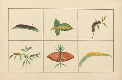 Lepidopteres et chenilles du tonkin Pl.22 by P. Bayard, 1880 — digital art print download