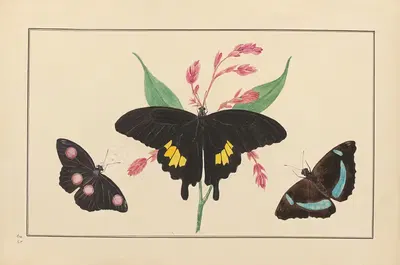 Lepidopteres et chenilles du tonkin Pl.23 by P. Bayard, 1880 — digital art print download