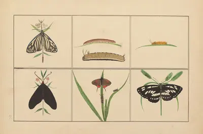 Lepidopteres et chenilles du tonkin Pl.26 by P. Bayard, 1880 — digital art print download