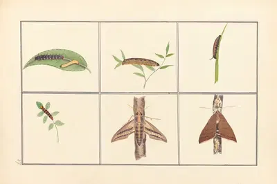 Lepidopteres et chenilles du tonkin Pl.27 by P. Bayard, 1880 — digital art print download