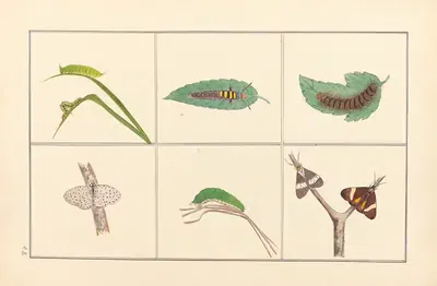 Lepidopteres et chenilles du tonkin Pl.28 by P. Bayard, 1880 — digital art print download