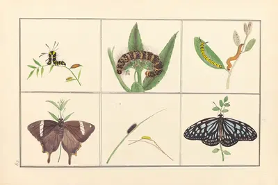 Lepidopteres et chenilles du tonkin Pl.29 by P. Bayard, 1880 — digital art print download