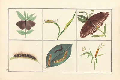 Lepidopteres et chenilles du tonkin Pl.30 by P. Bayard, 1880 — digital art print download