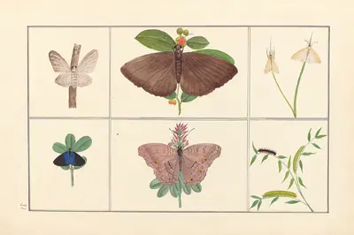 Lepidopteres et chenilles du tonkin Pl.31 by P. Bayard, 1880 — digital art print download