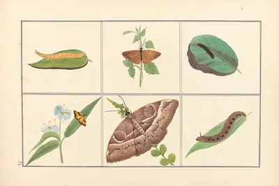 Lepidopteres et chenilles du tonkin Pl.32 by P. Bayard, 1880 — digital art print download