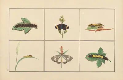 Lepidopteres et chenilles du tonkin Pl.33 by P. Bayard, 1880 — digital art print download