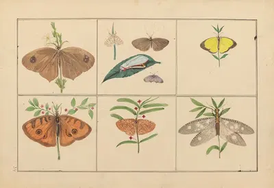Lepidopteres et chenilles du tonkin Pl.34 by P. Bayard, 1880 — digital art print download