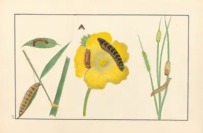 Lepidopteres et chenilles du tonkin Pl.36 by P. Bayard, 1880 — digital art print download