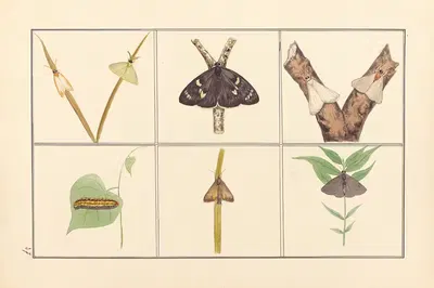 Lepidopteres et chenilles du tonkin Pl.37 by P. Bayard, 1880 — digital art print download