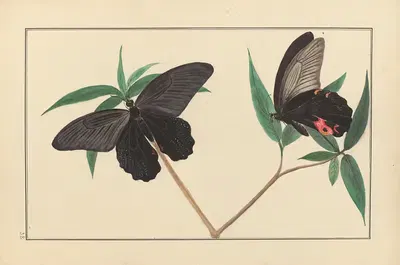 Lepidopteres et chenilles du tonkin Pl.38 by P. Bayard, 1880 — digital art print download