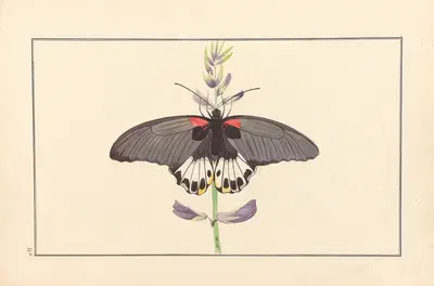 Lepidopteres et chenilles du tonkin Pl.40 by P. Bayard, 1880 — digital art print download