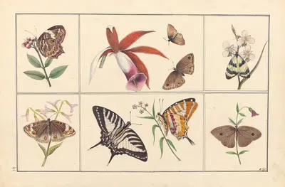 Lepidopteres et chenilles du tonkin Pl.41 by P. Bayard, 1880 — digital art print download