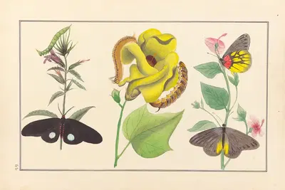 Lepidopteres et chenilles du tonkin Pl.42 by P. Bayard, 1880 — digital art print download