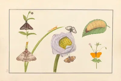 Lepidopteres et chenilles du tonkin Pl.43 by P. Bayard, 1880 — digital art print download