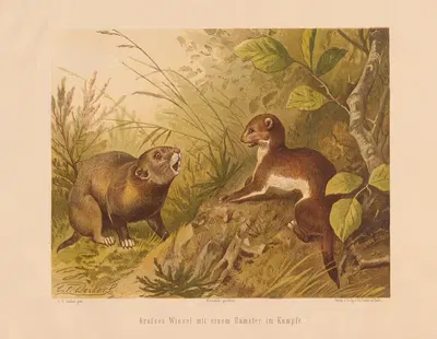 Grosses Wiesel mit einem Hamster im Kampfe by Карл Фридрих Дейкер, 1875 — digital art print download