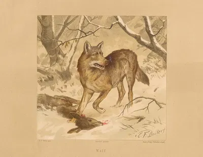 Wolf by Carl Friedrich Deiker, 1875 — digital art print download