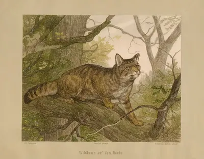 Wildkater auf dem Raube by Карл Фридрих Дейкер, 1875 — digital art print download