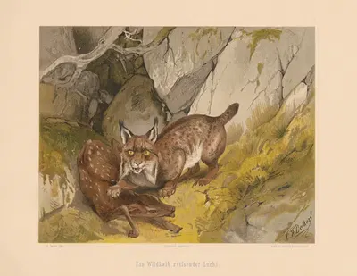 Ein Wildkalb reissender Luchs by Карл Фридрих Дейкер, 1875 — digital art print download