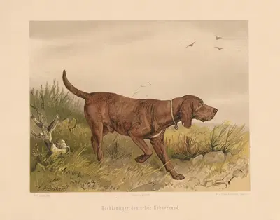 Hochläufiger deutscher Hühnerhund by Карл Фридрих Дейкер, 1875 — digital art print download