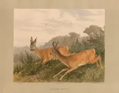 Treibender Rehbock by Карл Фридрих Дейкер, 1875 — digital art print download