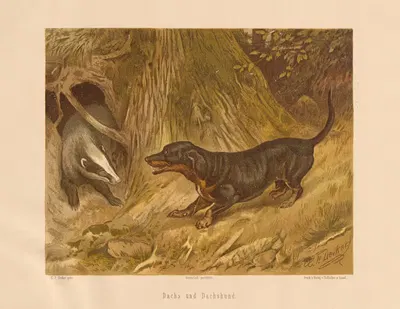 Dachs und Dachshund by Карл Фридрих Дейкер, 1875 — digital art print download