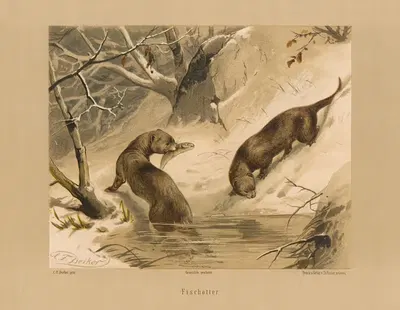 Fischotter by Карл Фридрих Дейкер, 1875 — digital art print download
