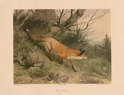 Der Fuchs by Карл Фридрих Дейкер, 1875 — digital art print download