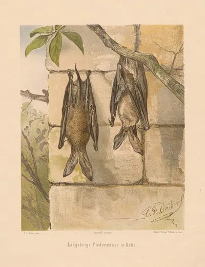 Langohrige Fledermäuse in Ruhe by Carl Friedrich Deiker, 1875 — digital art print download