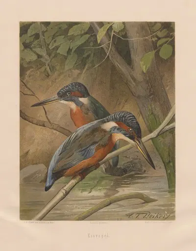 Eisvögel by Карл Фридрих Дейкер, 1875 — digital art print download