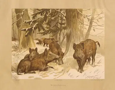 Wildschweine by Карл Фридрих Дейкер, 1875 — digital art print download