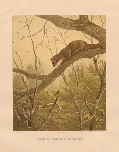 Edelmarder, Wildtauben beschleichend by Карл Фридрих Дейкер, 1875 — digital art print download