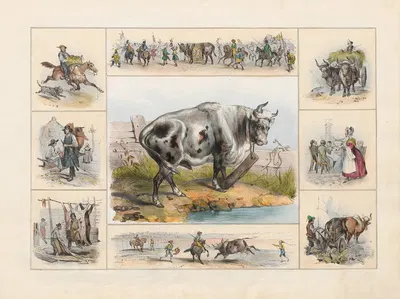 The Ox or Bull by Ch. Hucklenbroich, 1842 — digital art print download