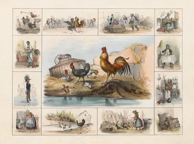 The Rooster or Hen by Ch. Hucklenbroich, 1842 — digital art print download
