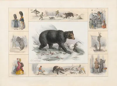 The Bear by Ch. Hucklenbroich, 1842 — digital art print download