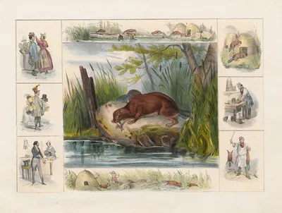 The Beaver by Ch. Hucklenbroich, 1842 — digital art print download