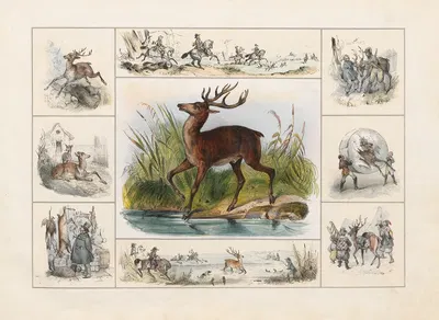 The Stag by Ch. Hucklenbroich, 1842 — digital art print download