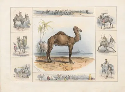The Camel by Ch. Hucklenbroich, 1842 — digital art print download