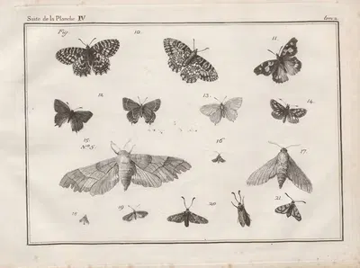 Nomenclator iconum entomologiæ Linneanæ Pl.06 by Charles-Joseph Traviès de Villers, 1789 — digital art print download