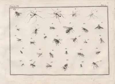 Nomenclator iconum entomologiæ Linneanæ Pl.11 by Шарль-Жозеф Травьес де Вильер, 1789 — digital art print download